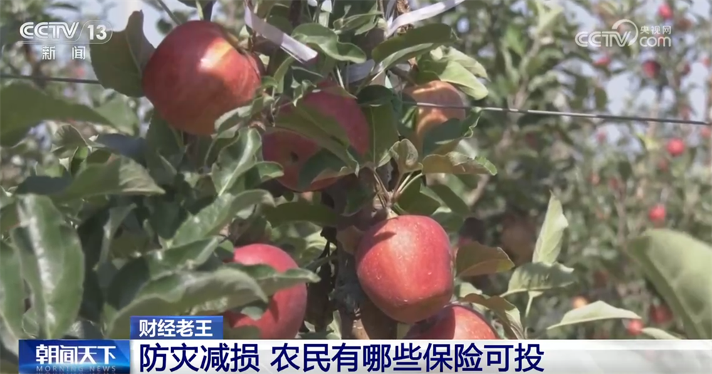 农业保险作为经济“减震器”效果显著 为灾后恢复生产添“底气”